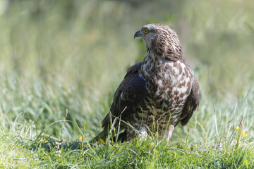 Honey Buzzard Pernis apivorus walking on ground