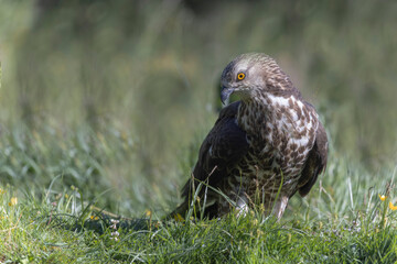 Honey Buzzard Pernis apivorus walking on ground