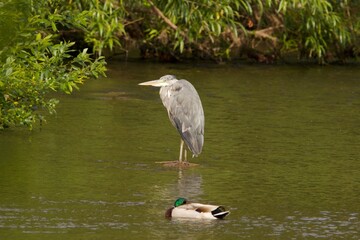grey heron