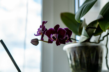 orchid in the window