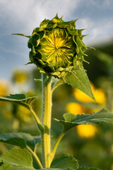 Unopened Sunflower Head Faces Forward