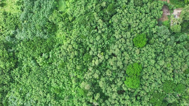 Forestry green perennial tree in tropical rainforest. Carbon footprint and decarbonisation concept