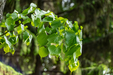 Obraz premium leaves in the forest