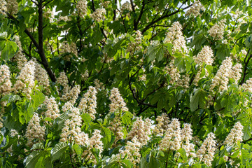 flowers in the garden