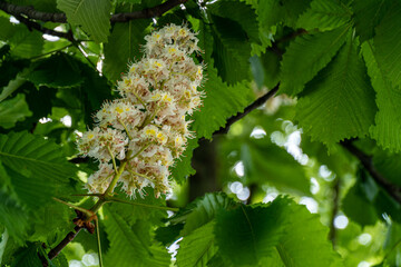 chestnut tree branch