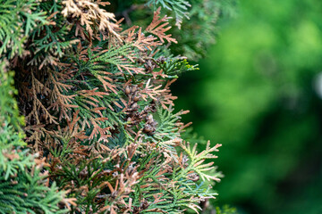 close up of pine needles