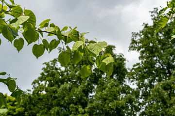 Fototapeta na wymiar green leaves against the sky