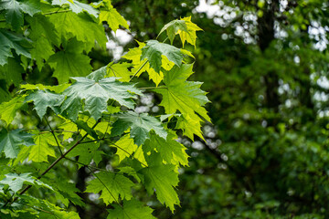 Fototapeta na wymiar green leaves