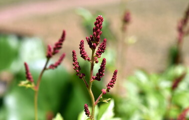 Rote Knospen einer Prachtspiere