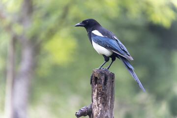 Fototapeta premium European Magpie Pica pica sitting on a dead branch