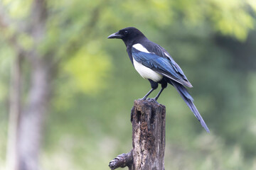 European Magpie Pica pica sitting on a dead branch