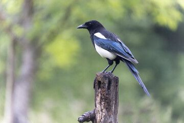 Obraz premium European Magpie Pica pica sitting on a dead branch
