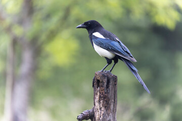European Magpie Pica pica sitting on a dead branch