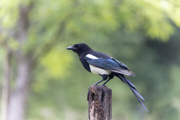 European Magpie Pica pica sitting on a dead branch