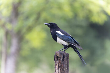 European Magpie Pica pica sitting on a dead branch