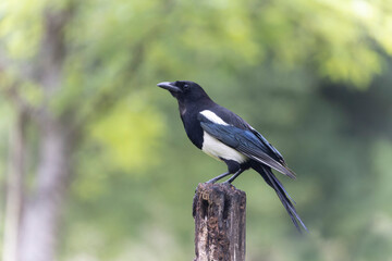 European Magpie Pica pica sitting on a dead branch