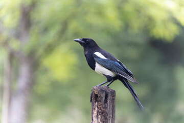 European Magpie Pica pica sitting on a dead branch