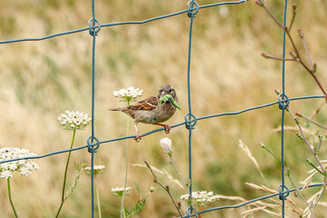 sparrow perched on a wire fence eating an insect it has caught