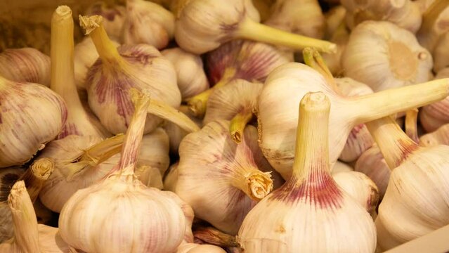 Close-up of a large pile of garlic and a male hand takes one