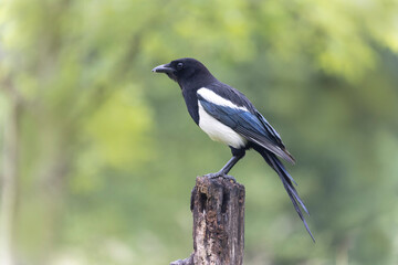 Obraz premium European Magpie Pica pica sitting on a dead branch