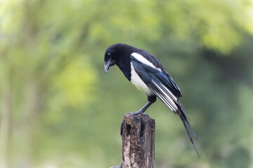 European Magpie Pica pica sitting on a dead branch