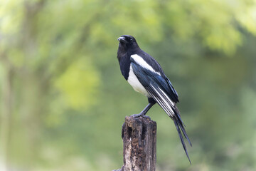 European Magpie Pica pica sitting on a dead branch