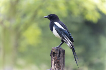 European Magpie Pica pica sitting on a dead branch