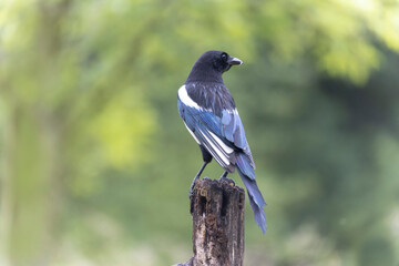 European Magpie Pica pica sitting on a dead branch