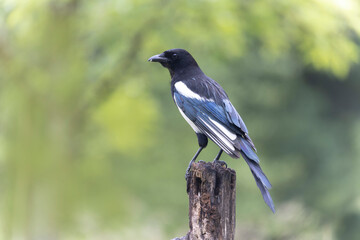 European Magpie Pica pica sitting on a dead branch