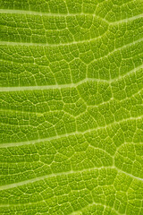 Ribs of a fig leaf, closeup view
