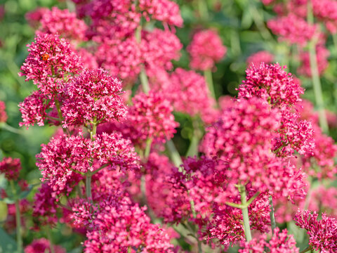 Bl&uuml;hende Spornblume, Centranthus ruber, Nahaufnahme