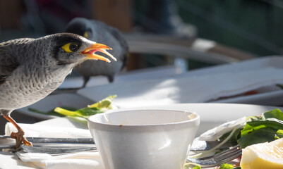 Noisy miner bird scavenging restaurant table after guest leave.