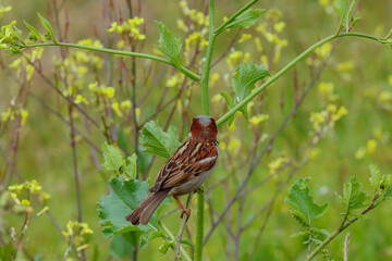 sparrows perched on some plants with yellow flowers in the field