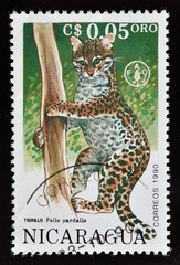 Cancelled postage stamp printed by Nicaragua, that shows Ocelot (Felis pardalis), circa 1990.