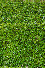 Background, texture of leaves, foliage of green ivy on a large wall. Photography of nature.