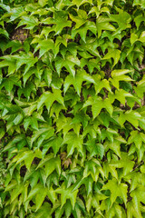 Obraz premium Background, texture of leaves, foliage of an evergreen green ivy plant on a large wall. Photography of nature.