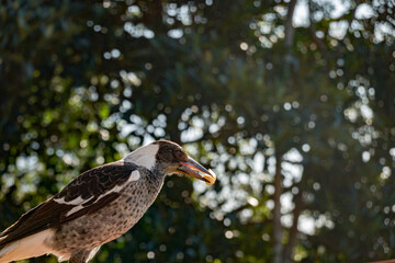 Magpie in juvenile coloration
