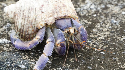鮮やかな紫、ムラサキオカヤドカリ
