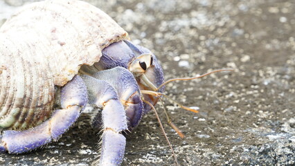 お散歩を楽しむムラサキオカヤドカリ
