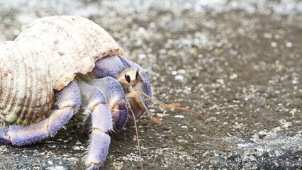 サザエの貝殻をかぶったムラサキオカヤドカリ
