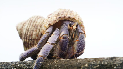 かわいいムラサキオカヤドカリ
