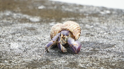 ムラサキオカヤドカリが徘徊している
