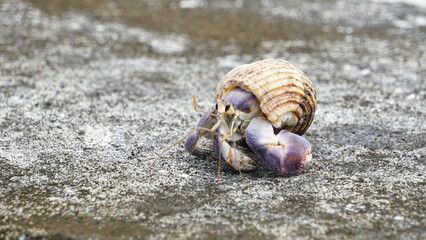 堤防を歩くムラサキオカヤドカリ
