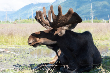 A beautiful moose in an Alaska park