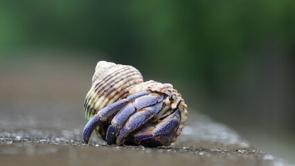 殻から目を出すムラサキオカヤドカリ
