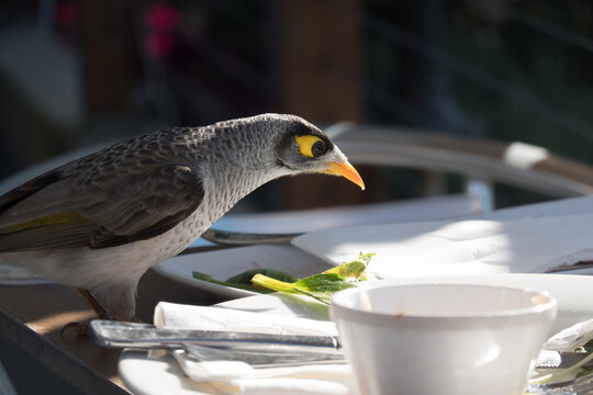 Noisy Miner Bird Scavenging Restaurant Table After Guest Leave..