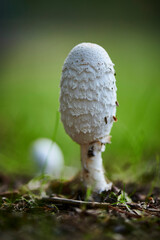 Mushroom