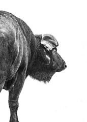Cape Buffalo Black and White
