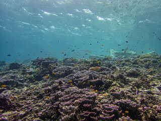 Fototapeta na wymiar Reef landscape 