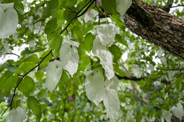White flowers of Davidia